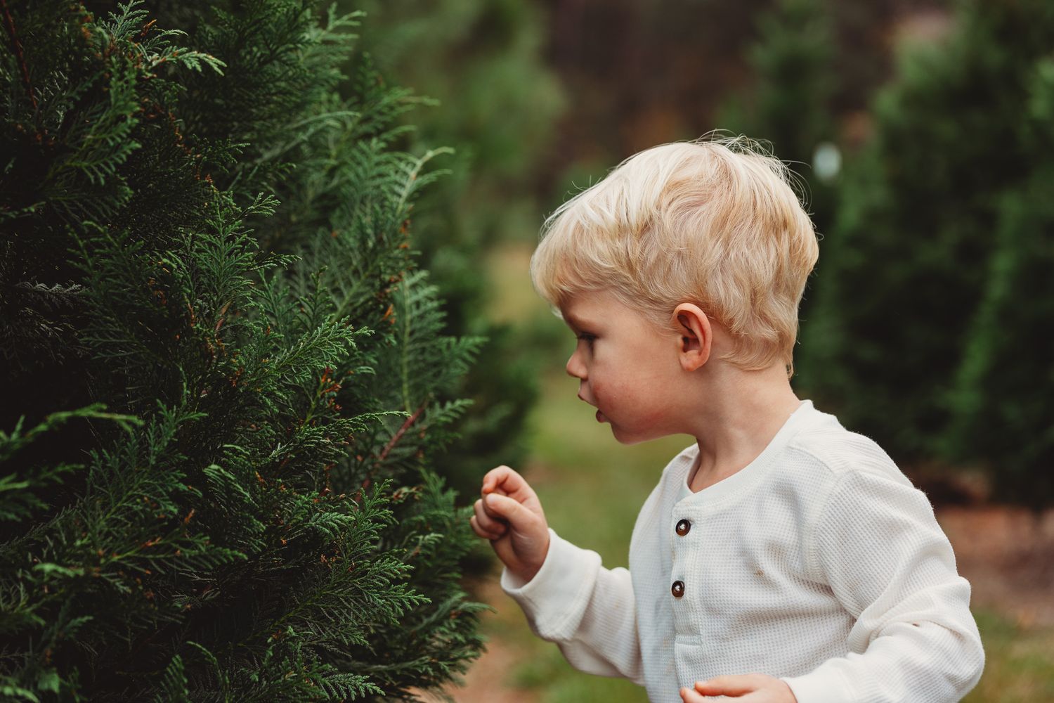 A young child in white clothing reaches up to touch evergreen branches in a garden setting.