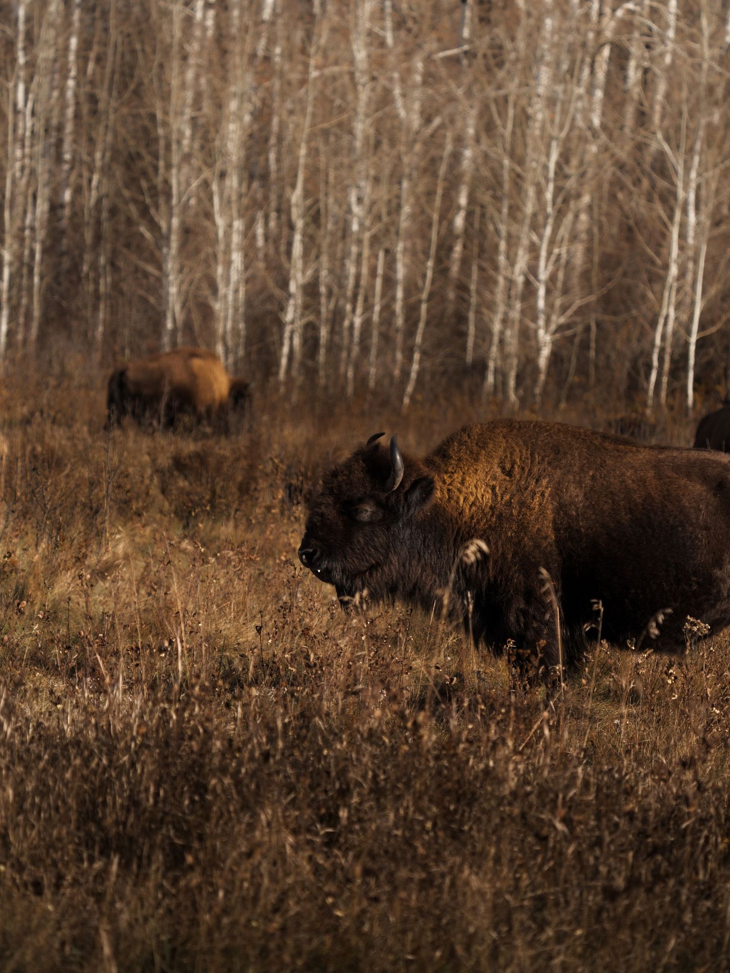 Wild bison herd grazing near a birch forest during the golden hour.
