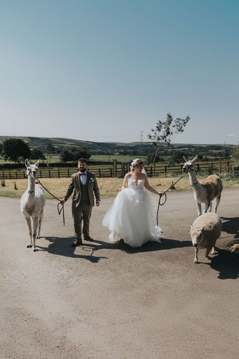 the wellbeing farm wedding photography bride groom llamas