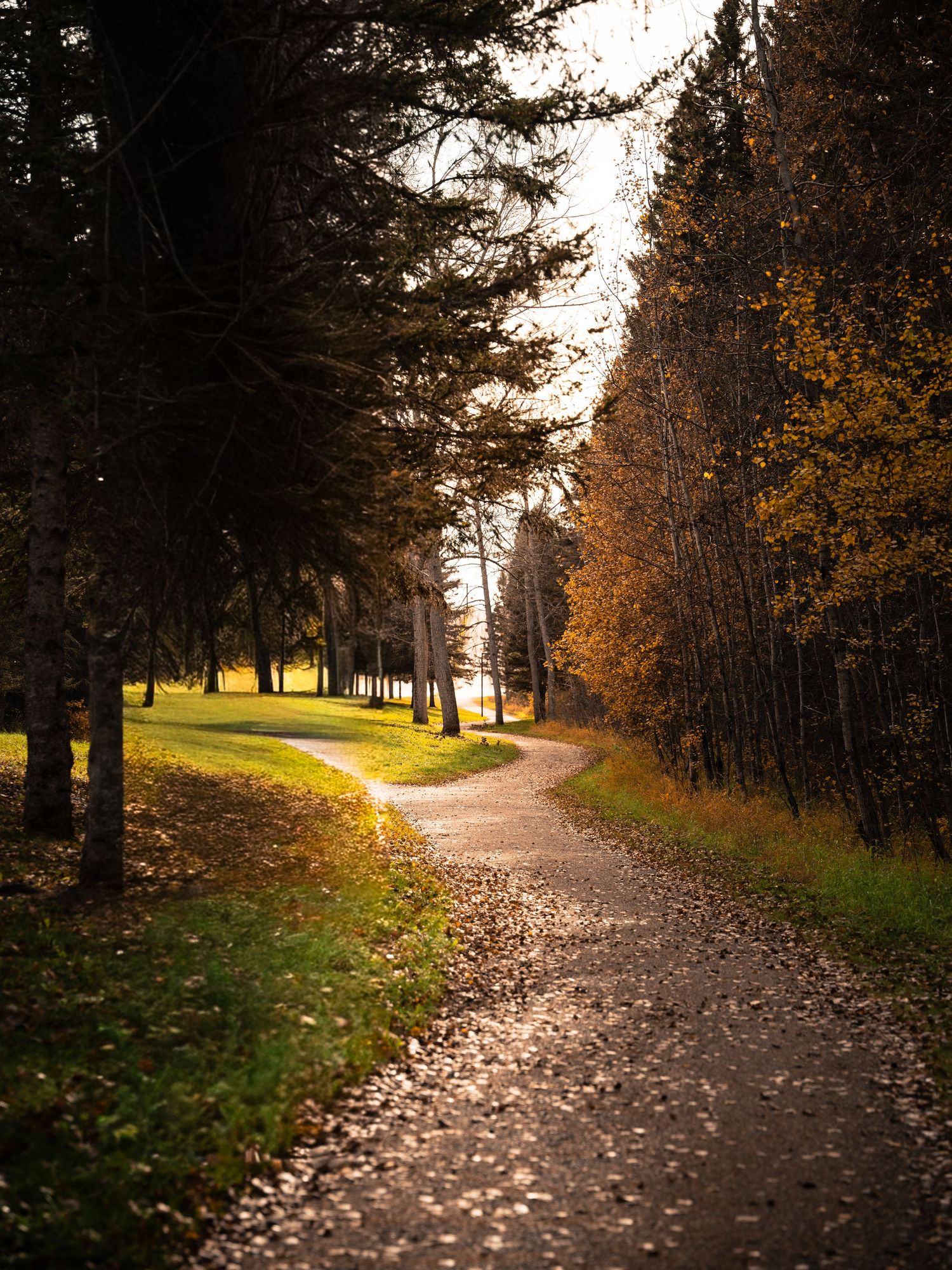 Scenic autumn trail winding through forest with golden leaves and evergreen trees.