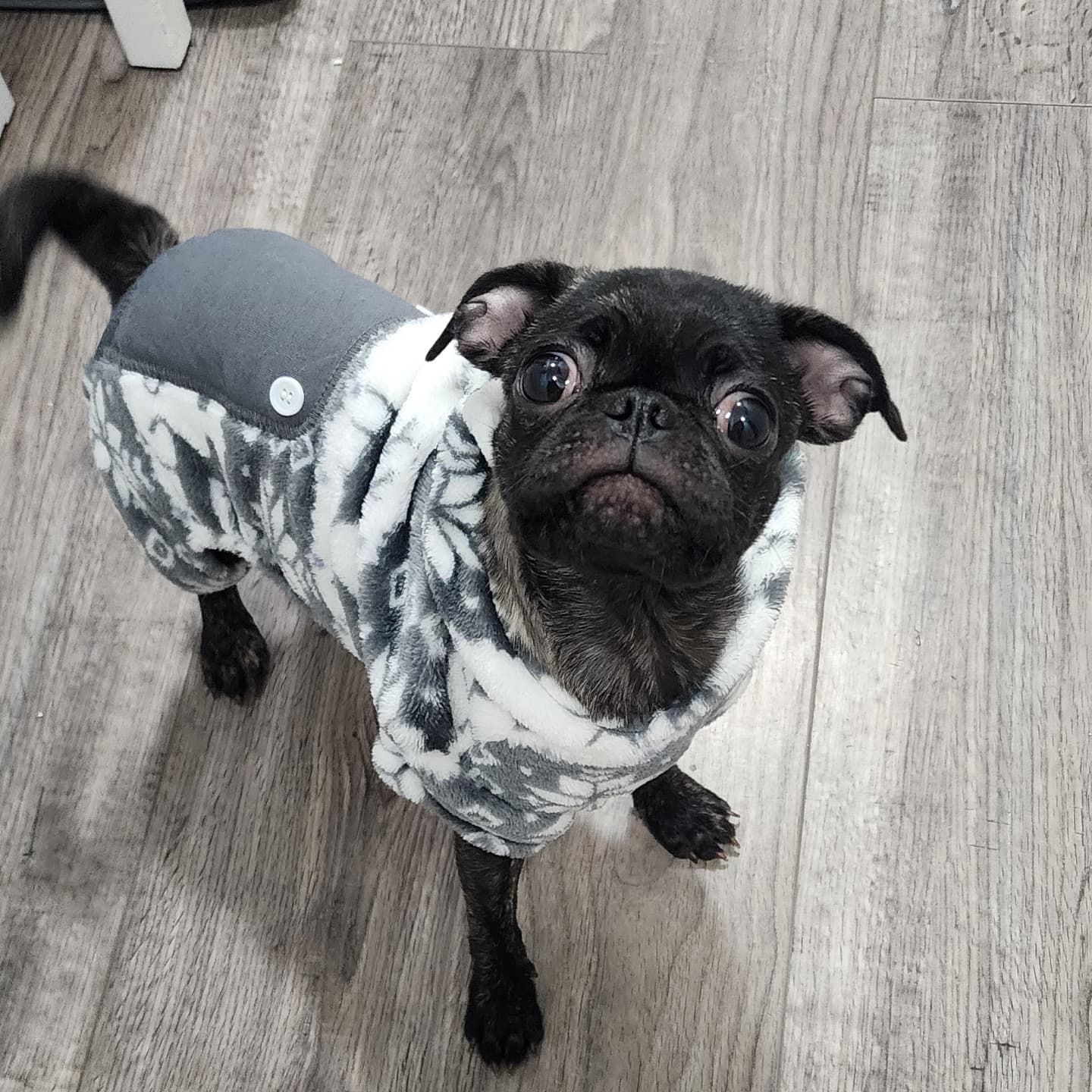 A black pug wearing a gray and white camouflage winter coat stands on a light wooden floor looking up at the camera.