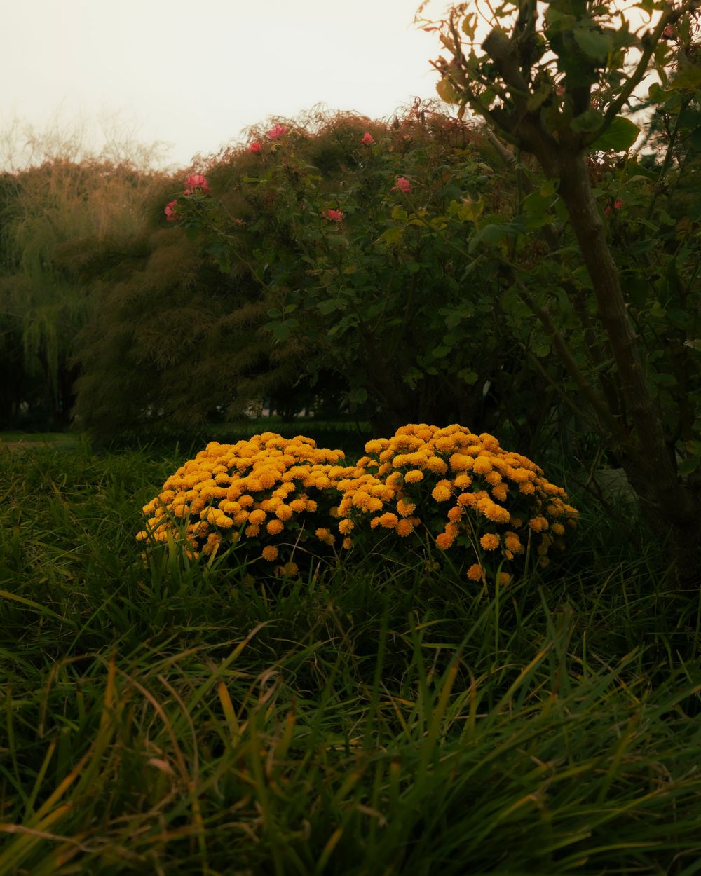 Clusters of golden marigolds bloom in a garden at dusk.