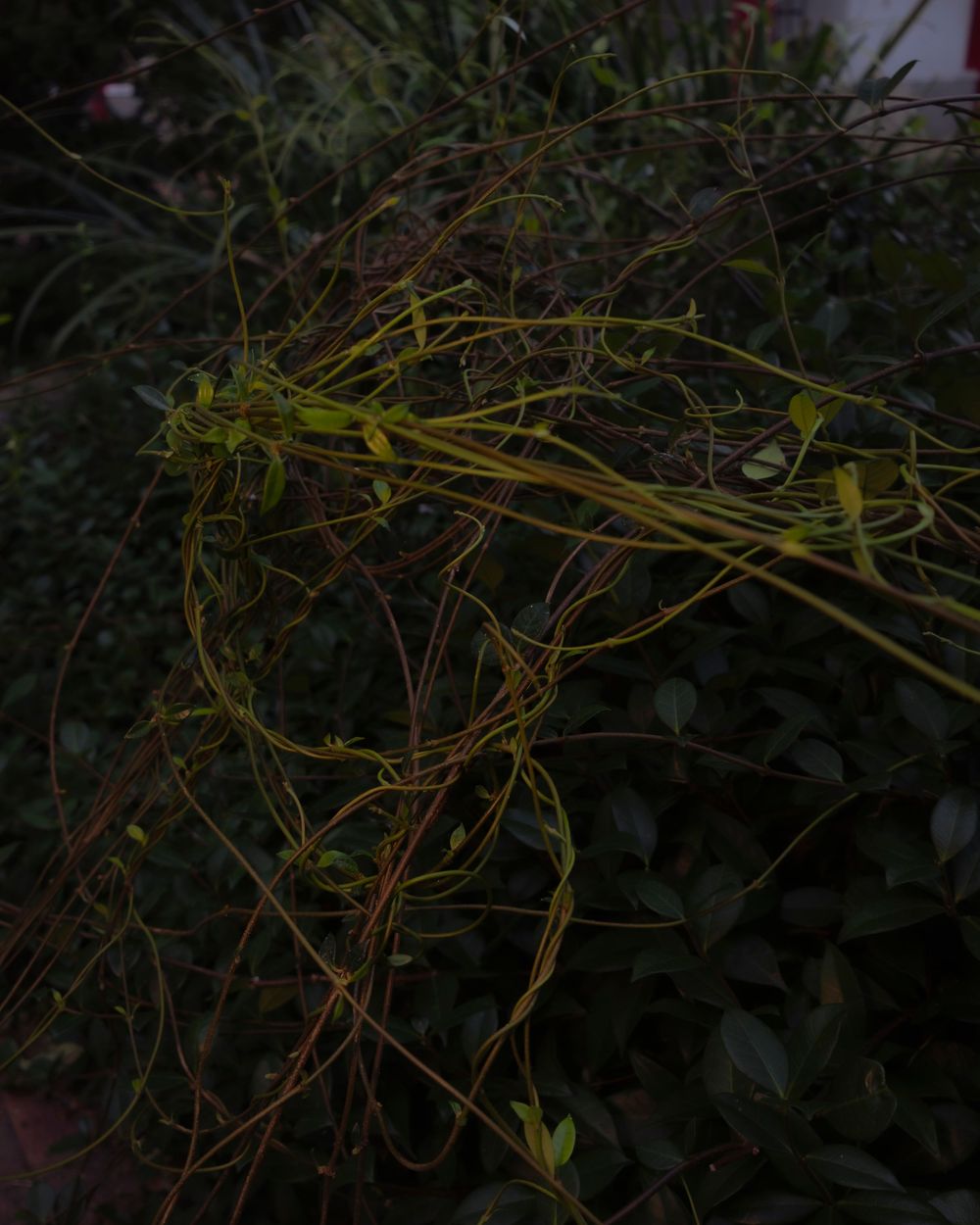 Tangled vines and branches create organic patterns in low light.