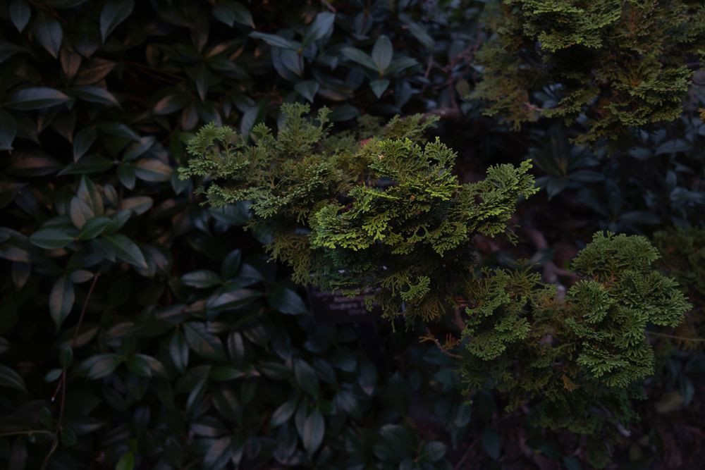 Green foliage creates a natural border in a shadowy garden setting.