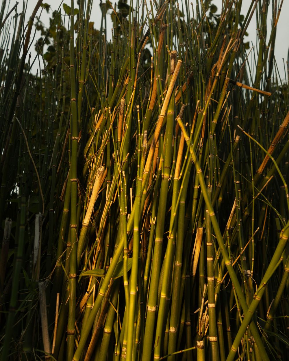 Golden bamboo stalks grow tall in dense clusters under natural lighting.