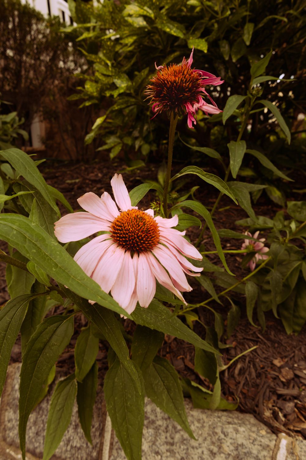 Pink coneflower with brown center blooms among green leaves in garden setting.