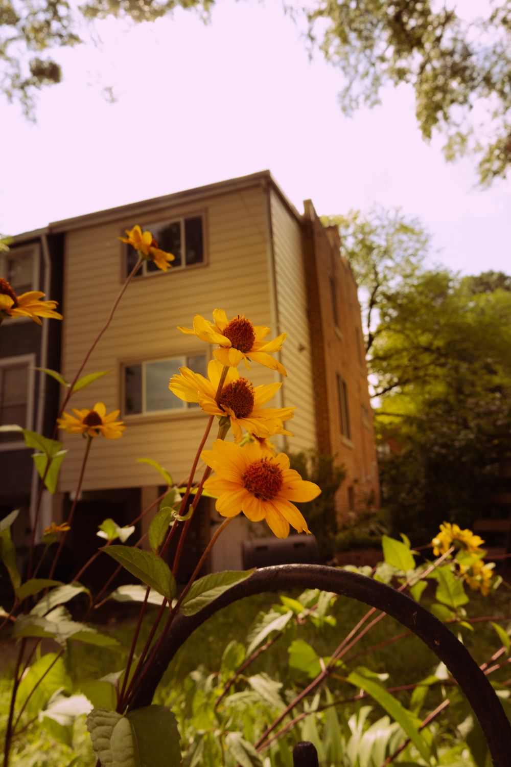 Yellow sunflowers growing tall against a beige house siding in summer.