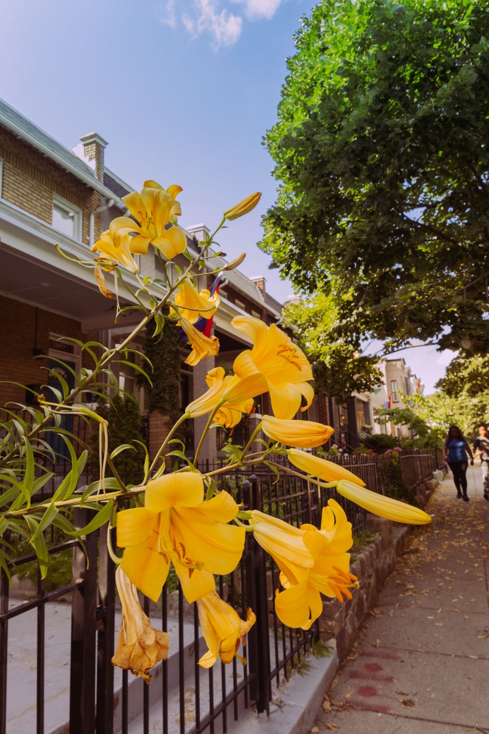 Bright yellow daffodils growing along an urban sidewalk fence.
