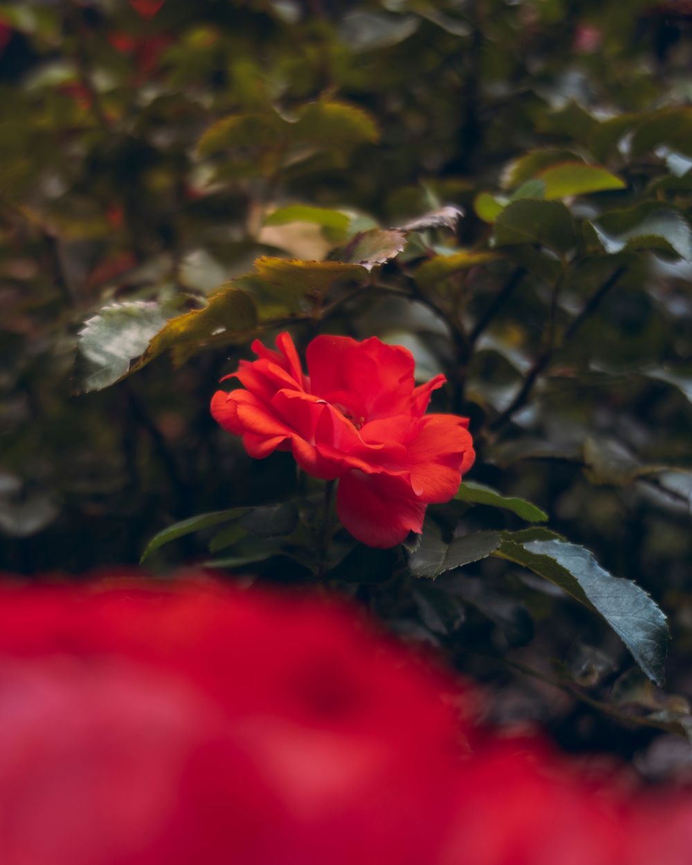A vibrant red rose blooms against a dark blurred background in dramatic lighting.
