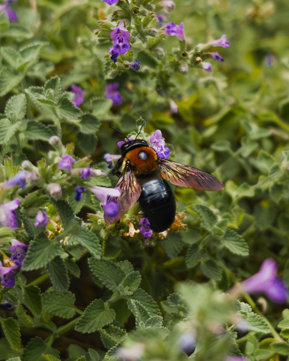 Bumblebees pollinate purple flowers among green foliage in a garden setting.
