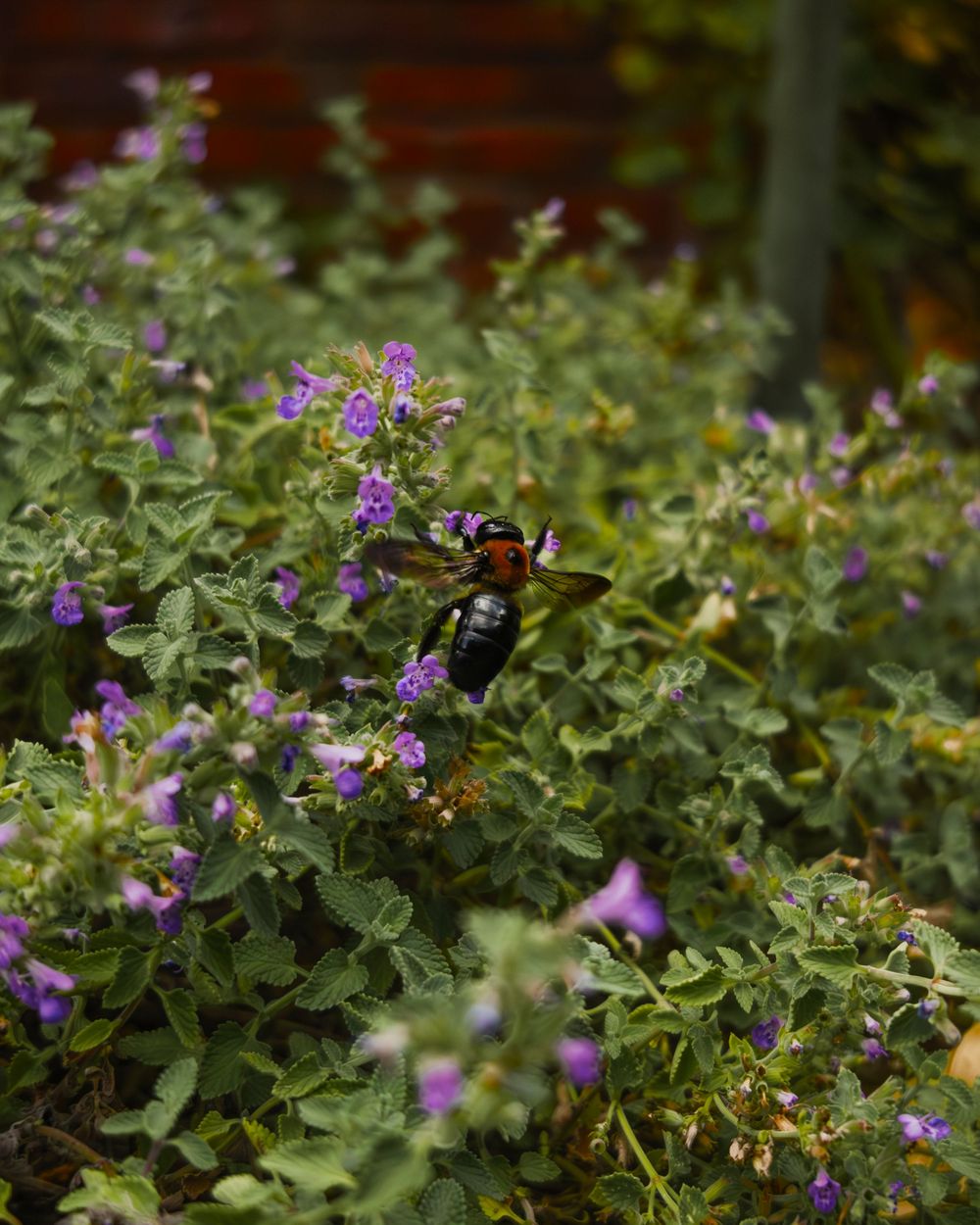 Purple flowering plants bloom among lush green foliage in a garden bed.