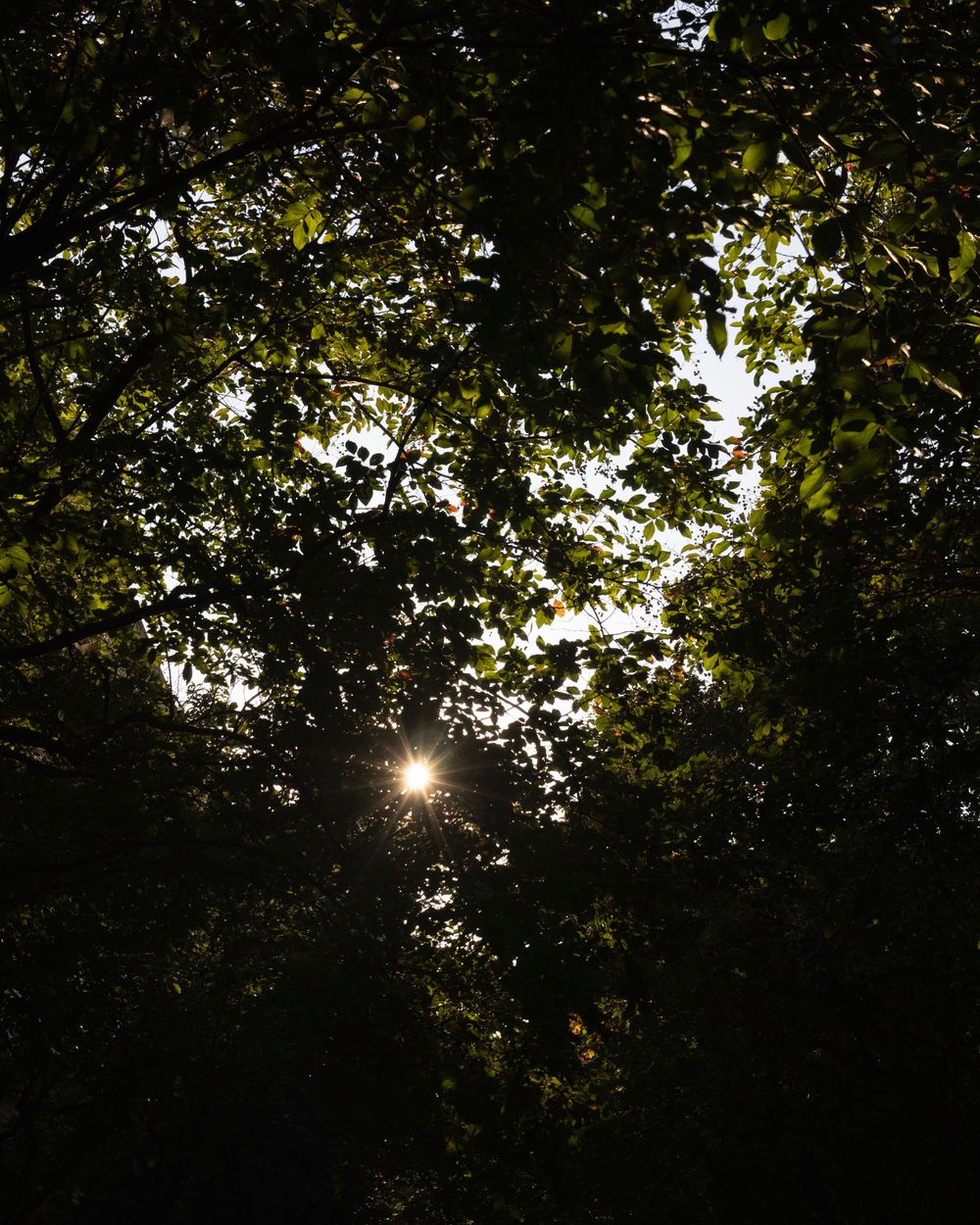Sunlight streams through dense tree canopy creating a dappled light effect.