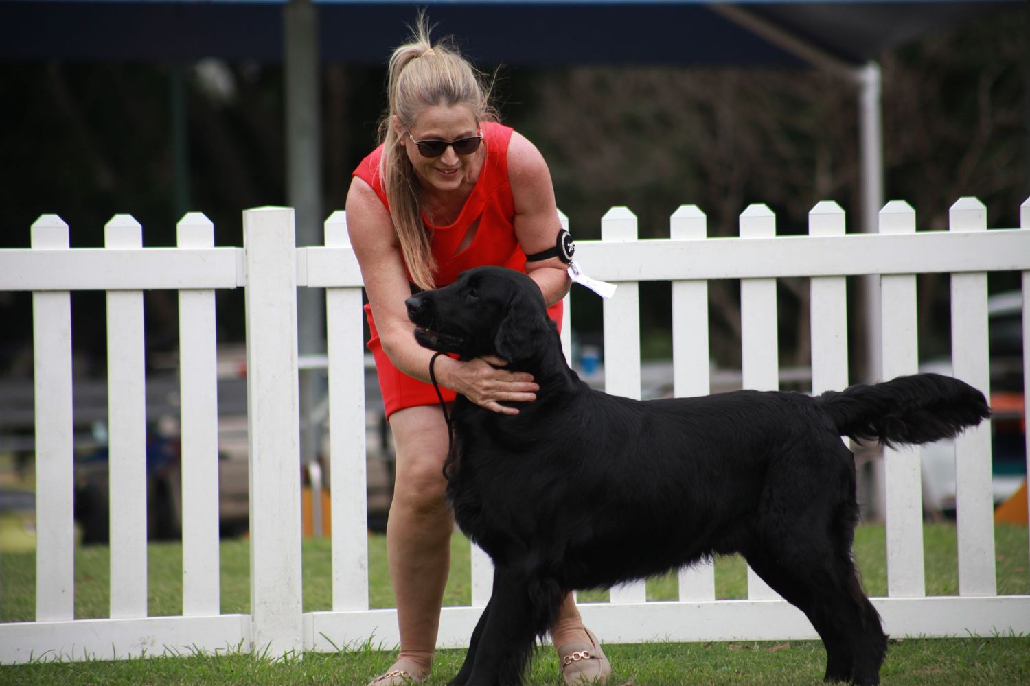 A Flat Coated retriever receiving a loving embrace from its handler