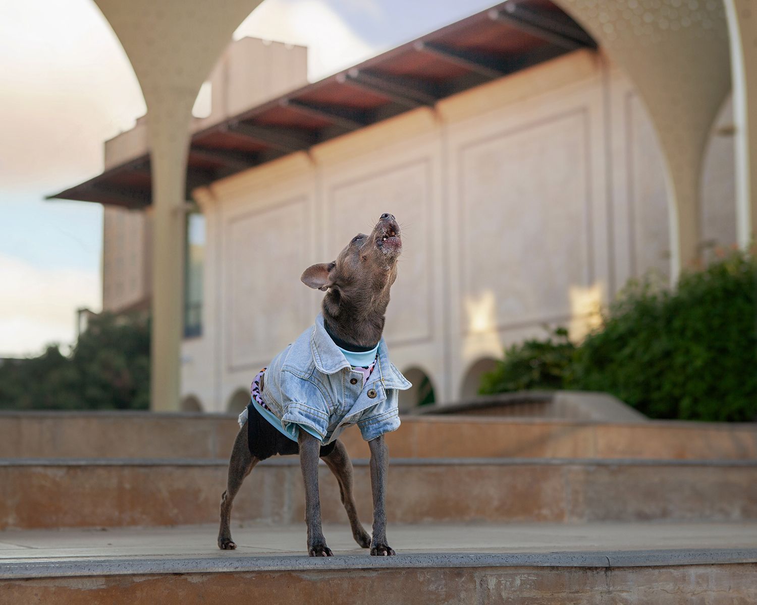 A small dog dressed in a jean jacket howling at the Blanton Museum of Art in Austin, Texas.