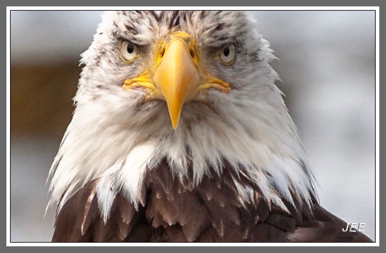 Majestic bald eagle close-up portraits showing fierce expressions and detailed feathers in a series of five images.