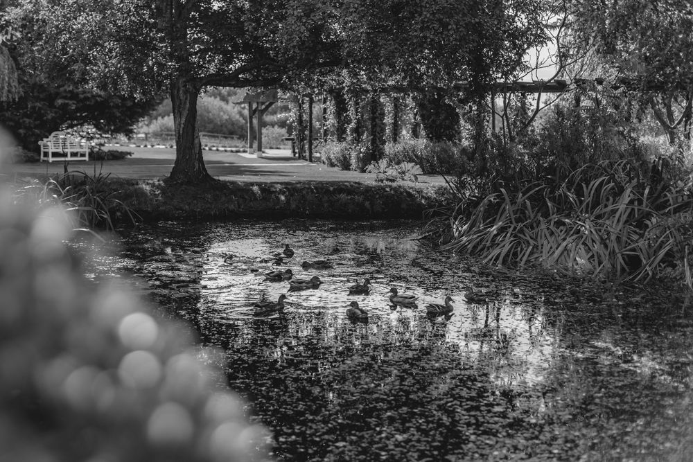 Serene black and white landscape of a pond with trees and reflections on the water.