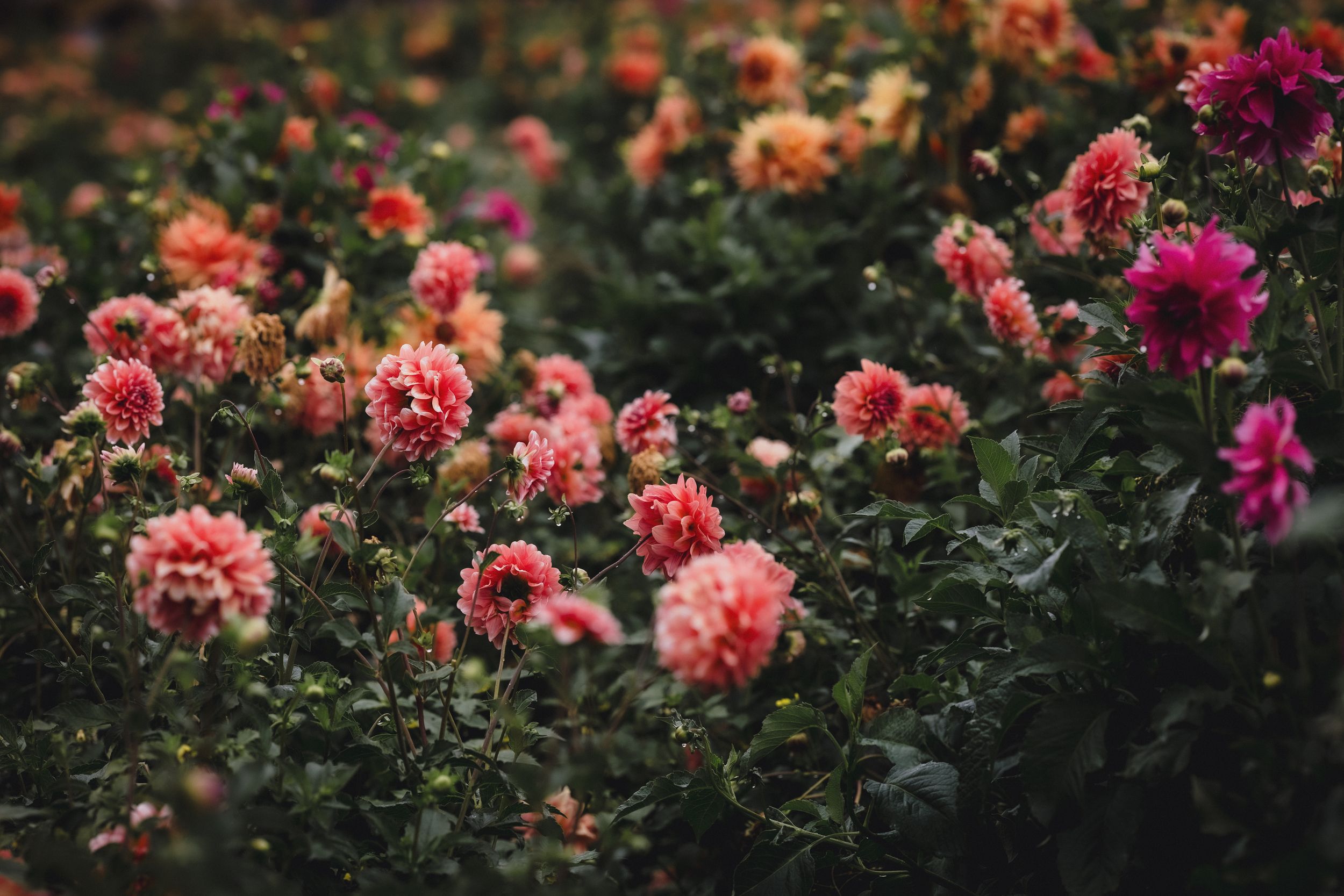 Vibrant pink and coral dahlias bloom in a lush garden during golden hour sunset lighting.