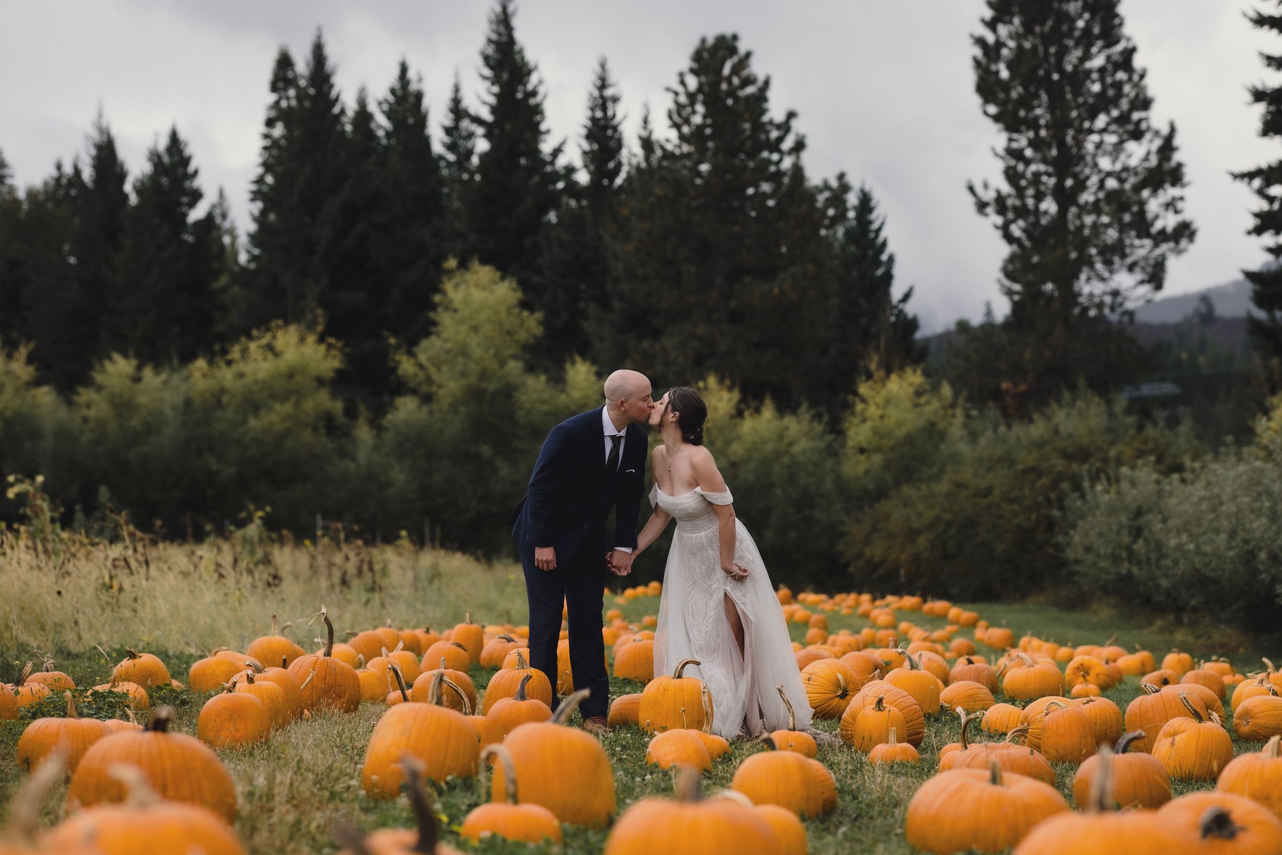 A scenic pumpkin patch with rows of bright orange pumpkins stretches into the distance against a backdrop of evergreen trees.