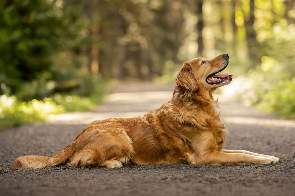 Outdoor dog portrait photographed during a Seattle-area photo session