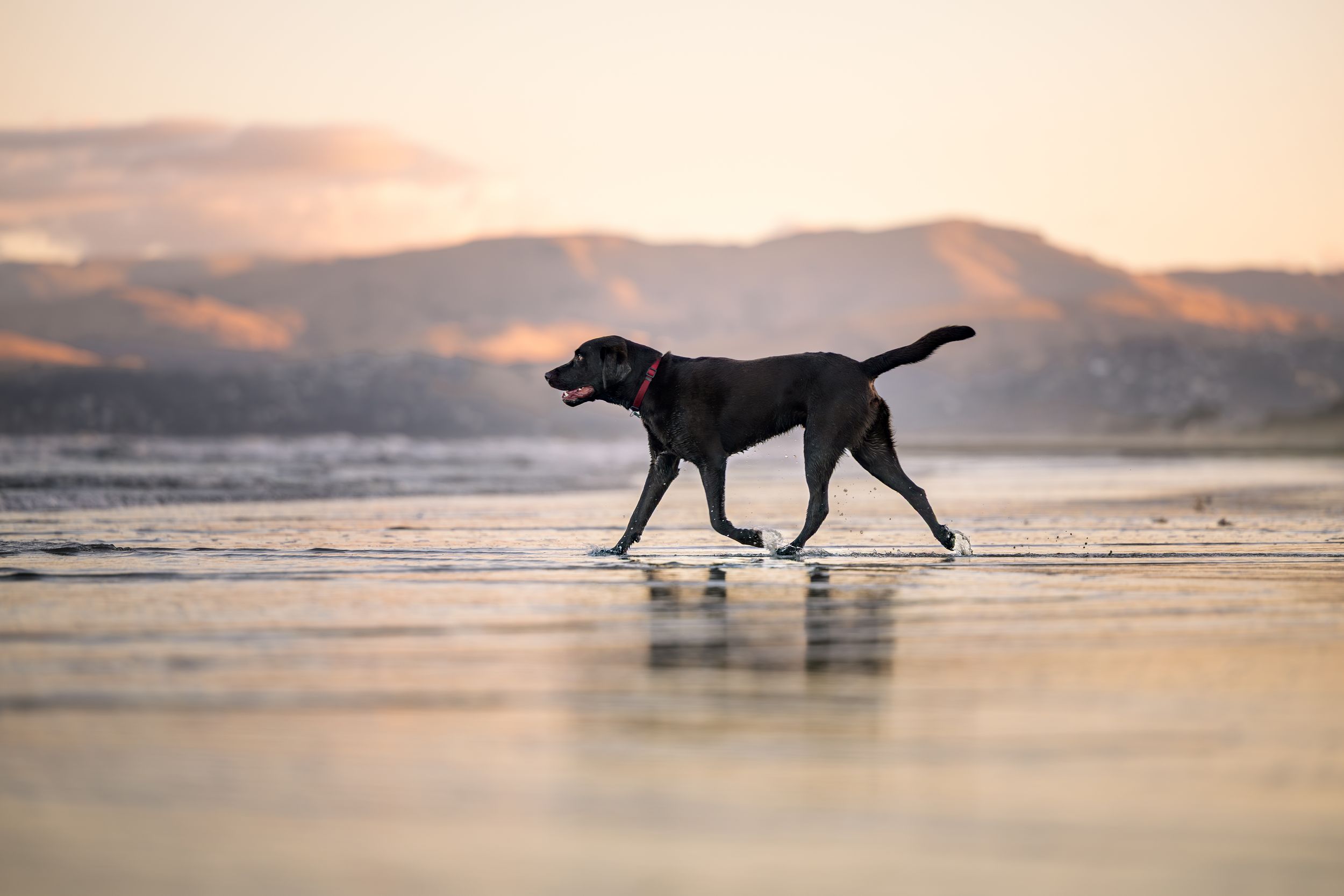 Outdoor dog portrait in natural beach landscape
