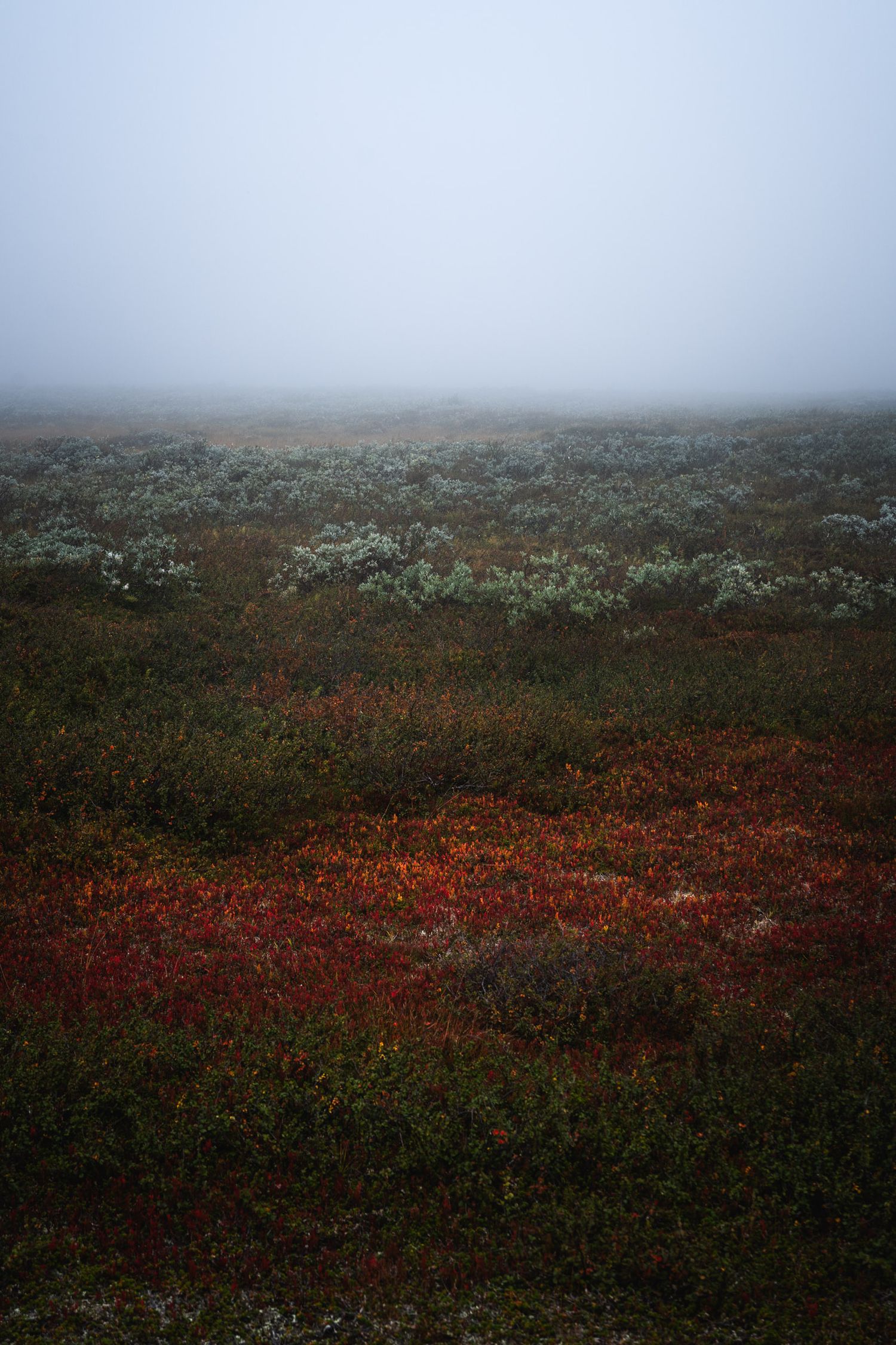 Ammarnäs, Aigert, Vindelfjällen, Fotograf Alison De Mars, fine art, landskap, fjällvandring