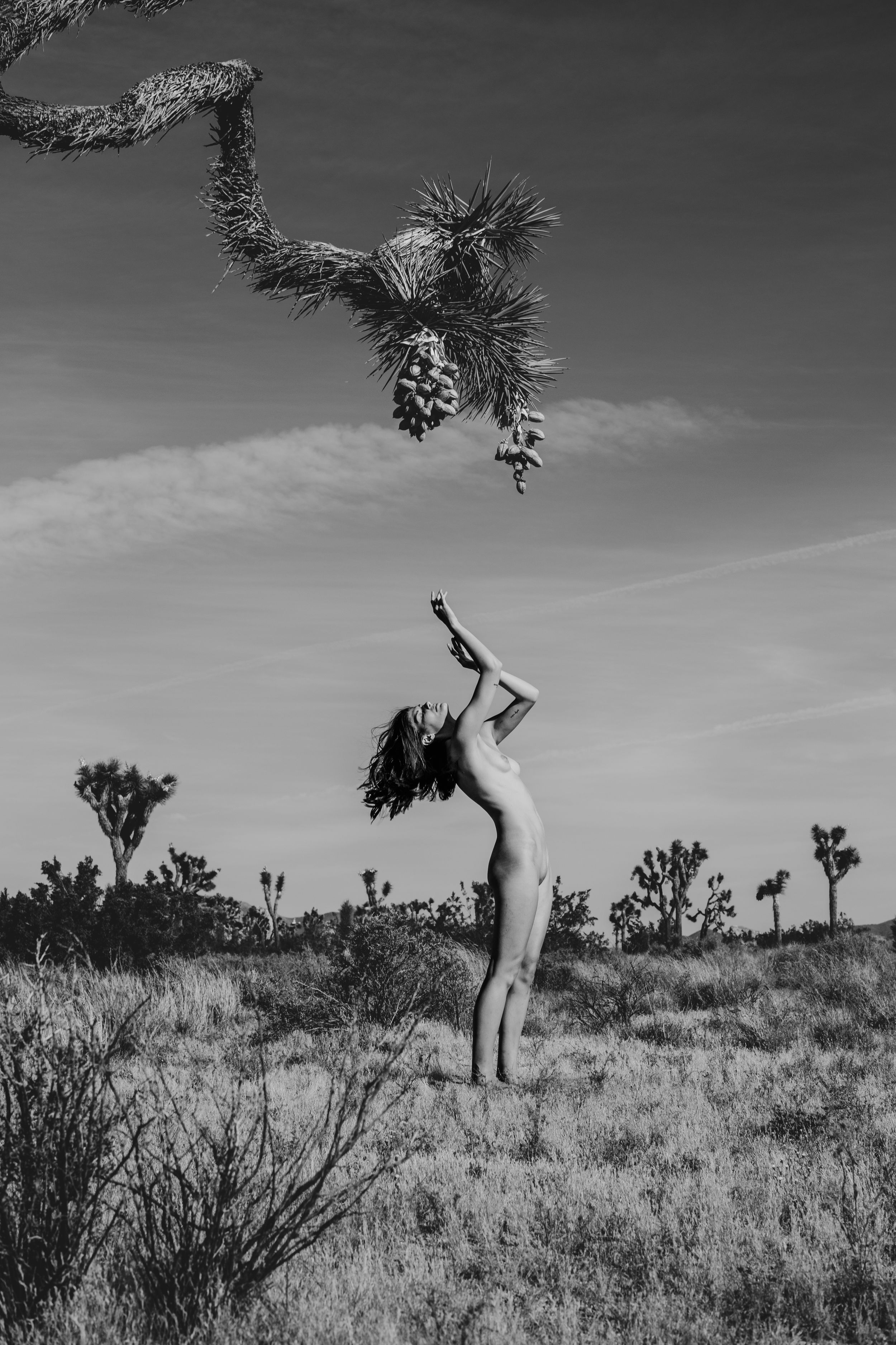 A nude woman reaches up toward a Joshua tree branch in a dramatic black and white desert landscape.