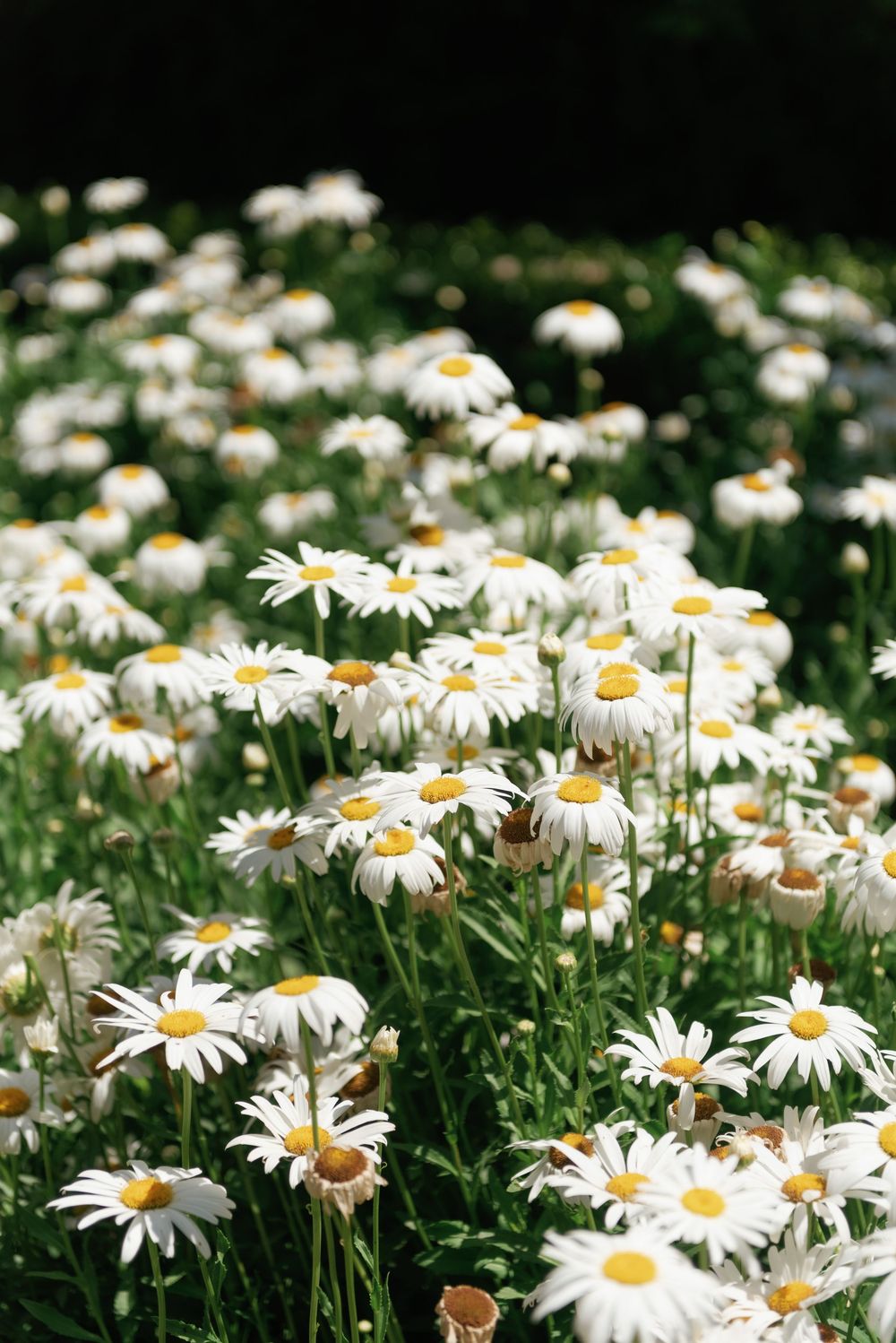 Field of white daisy flowers blooming in bright sunlight with dark background.