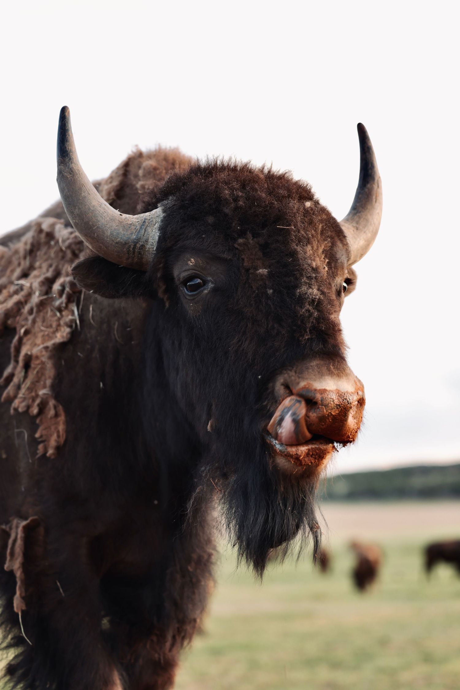 Close-up portrait of a majestic American bison with dark fur and prominent horns against a blurred background.