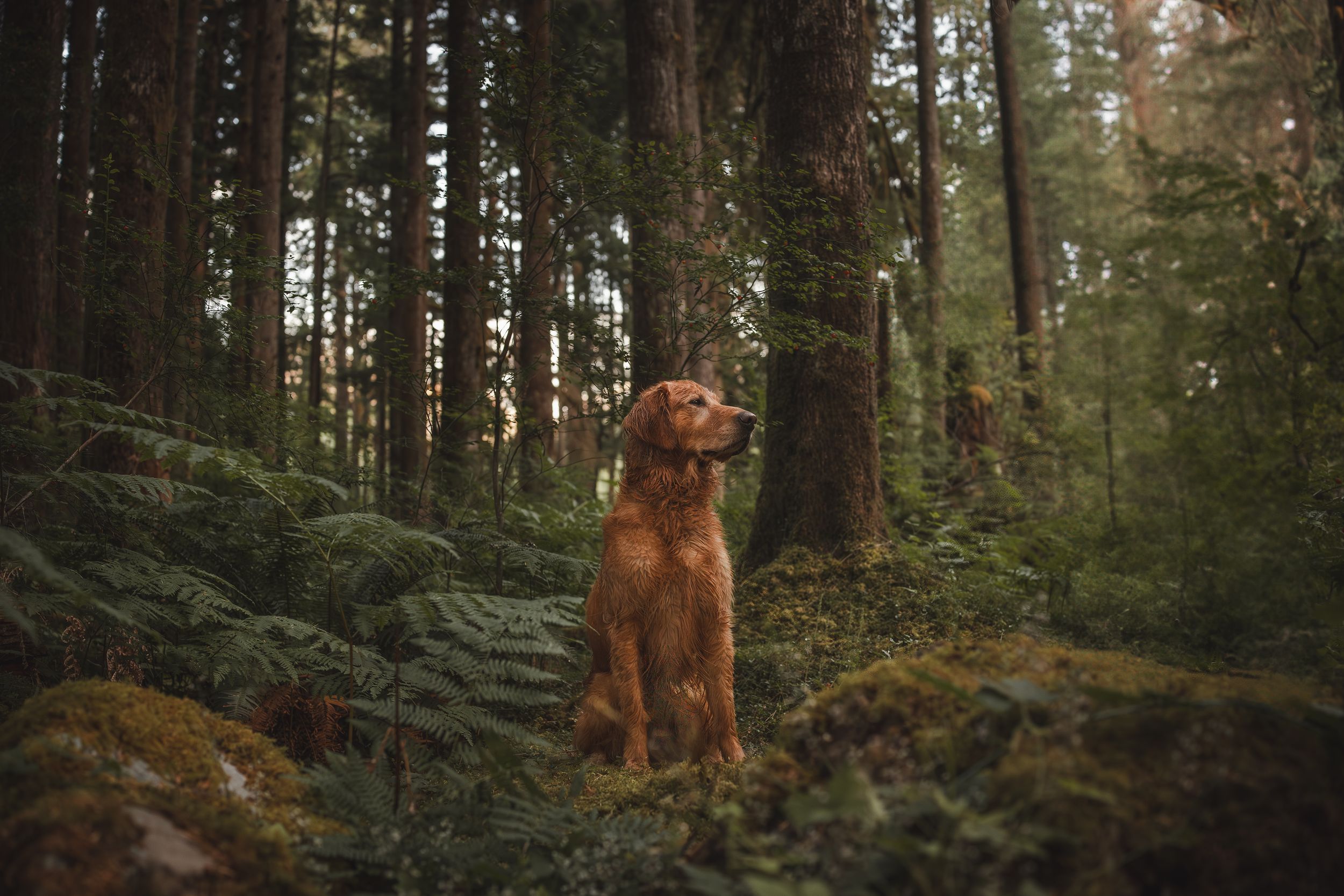 Wet gold retriever in the green forest