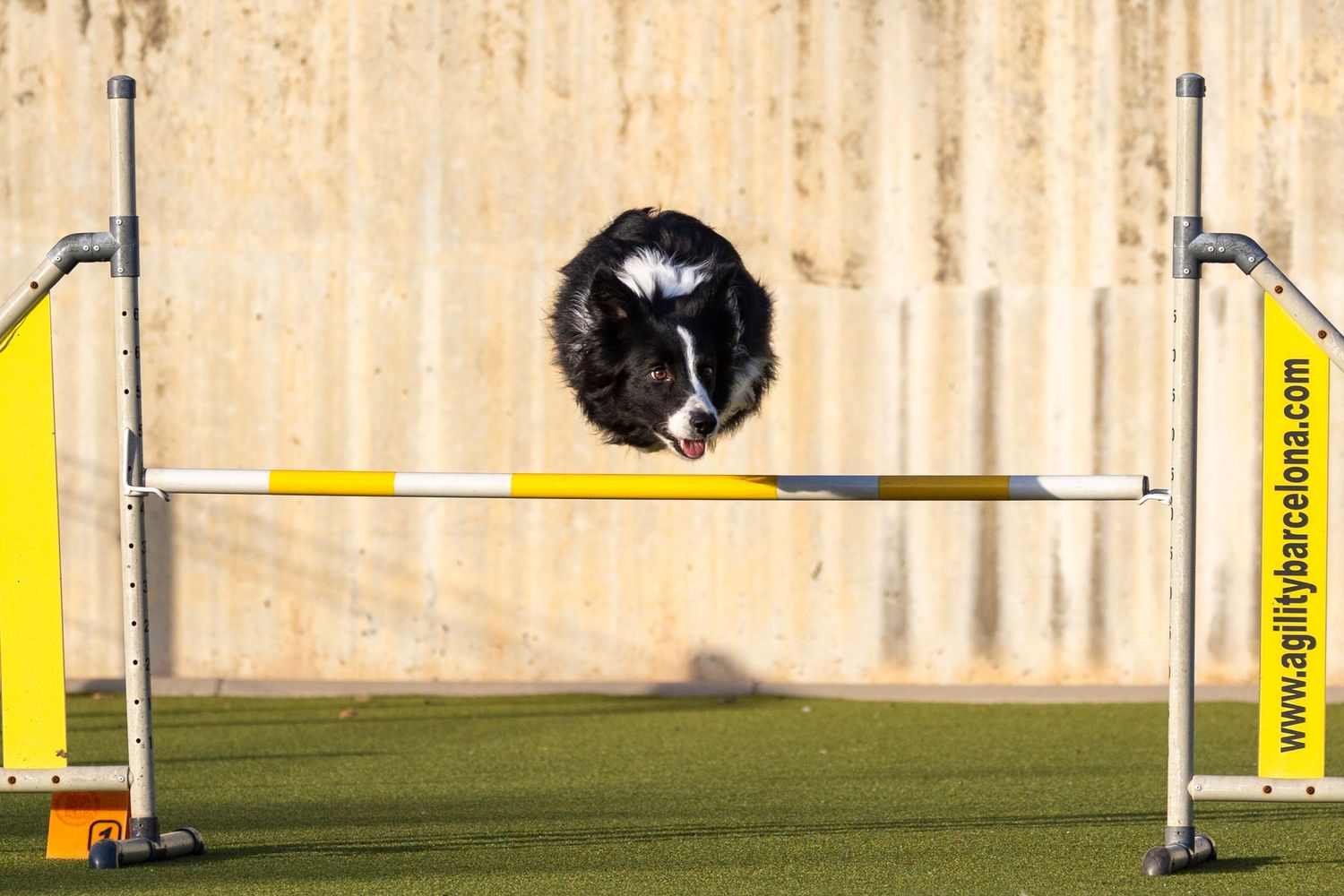 El dinámico Border Collie salta por encima del obstáculo de agilidad, demostrando su concentración y capacidad atlética