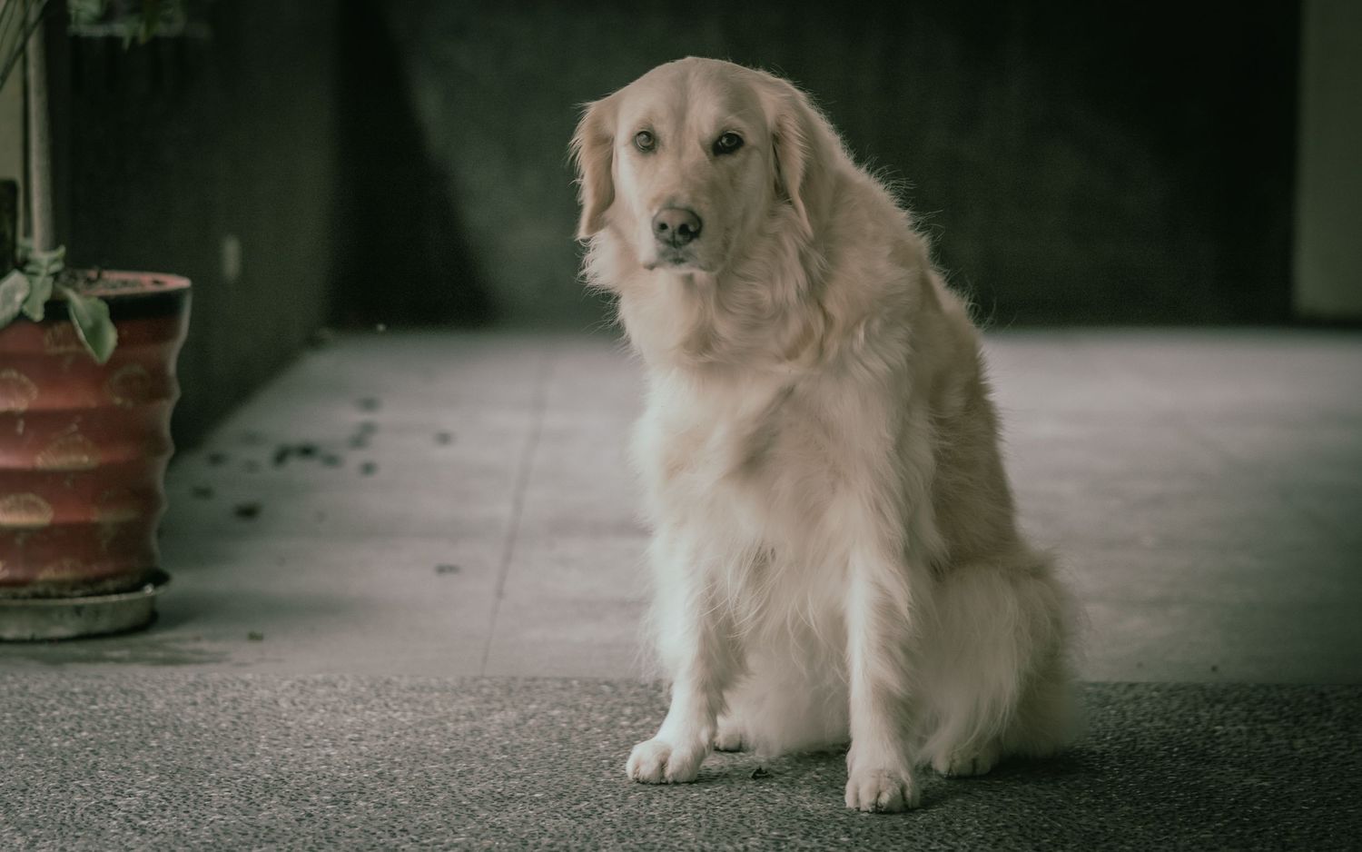 Golden Retriever sitting patiently on gray floor near potted plant in indoor setting.