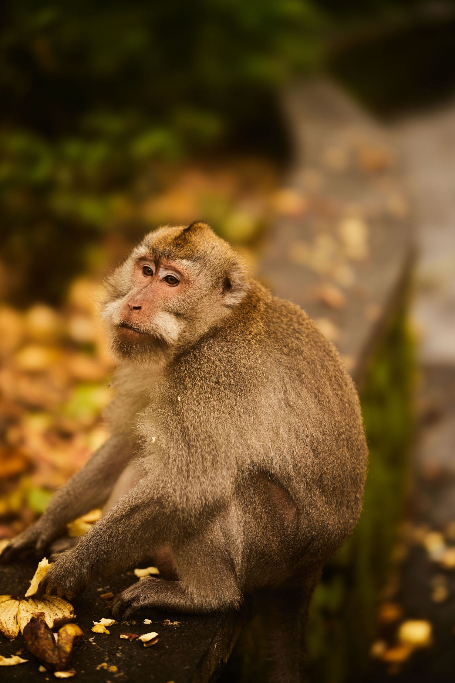 Several macaque monkeys resting on fallen autumn leaves in their natural habitat.