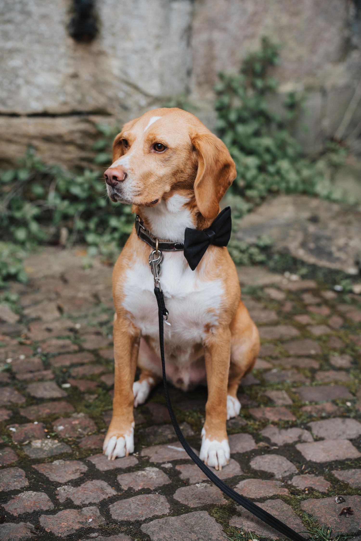 Adorable beagle dog dressed in black bow tie sits on cobblestone path at wedding.