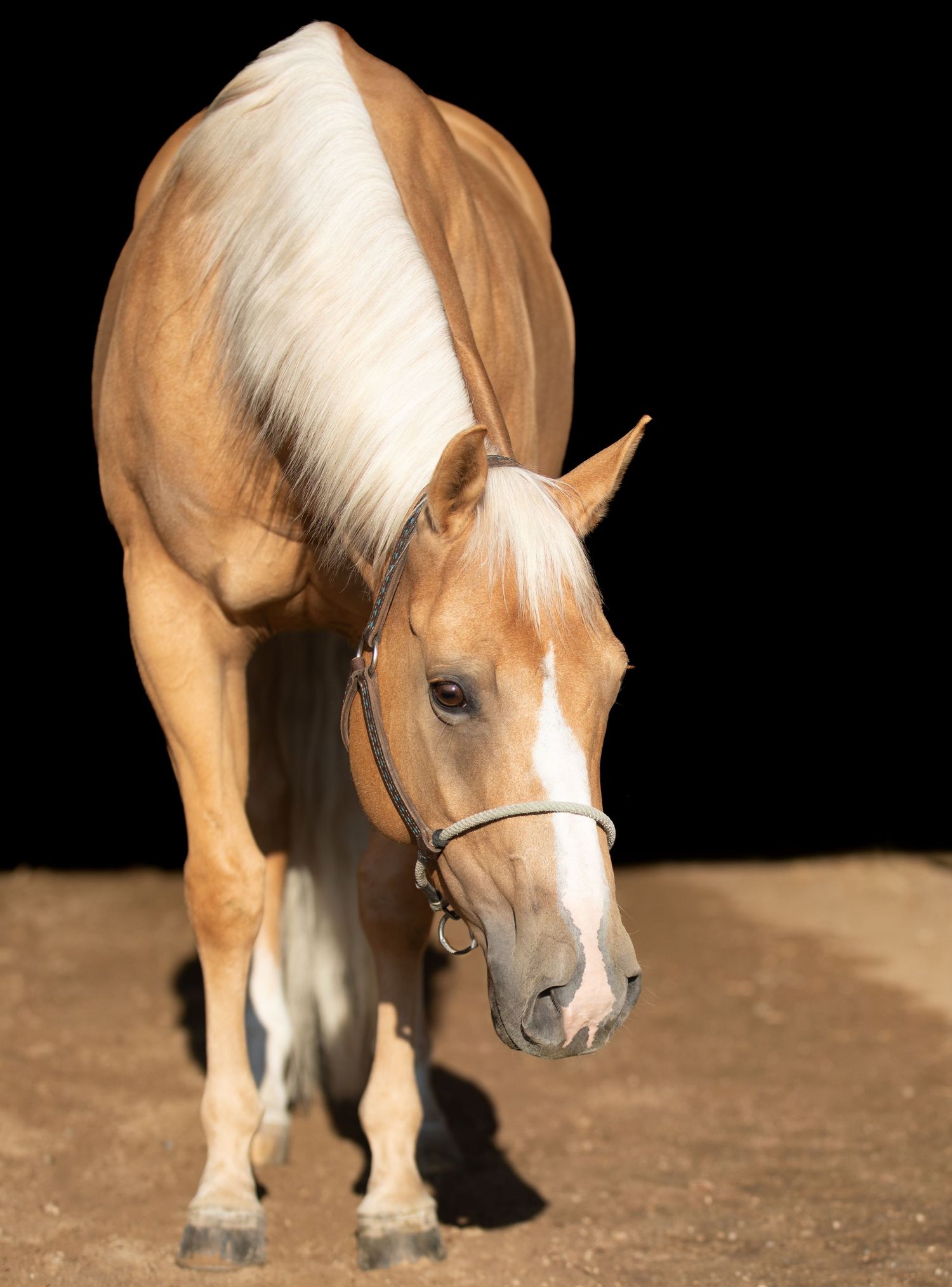 Palomino horse with white mane wearing a halter against dark background.