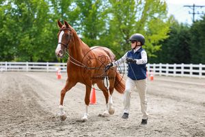 A rider in helmet and vest leads a chestnut horse in an outdoor sand arena with white fencing.