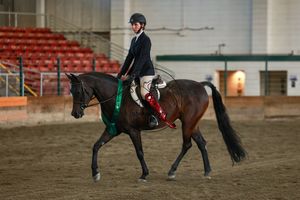 Equestrian rider on dark bay horse competing in indoor arena with red ribbon award during horse show.