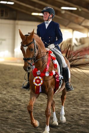 Equestrian rider in navy jacket and helmet on chestnut horse adorned with red rosette ribbons in indoor arena.