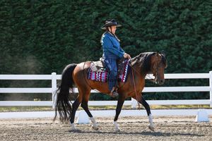 Woman in blue outfit riding a bay horse in an arena with white fence and green hedge backdrop.