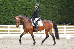Rider in black jacket on bay horse performing dressage in sandy arena with green hedge backdrop.