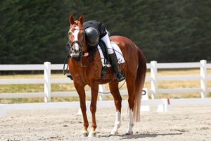Chestnut horse with rider in black helmet and white breeches standing in sandy dressage arena with white fence.