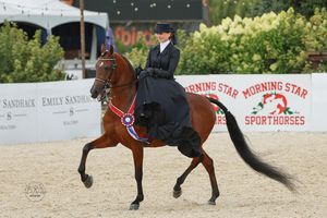 Equestrian rider in black attire performing dressage on a bay horse at Morning Star Sporthorses competition.