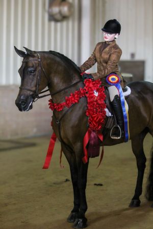 Dark horse adorned with red decorations and competition ribbons in indoor arena setting.