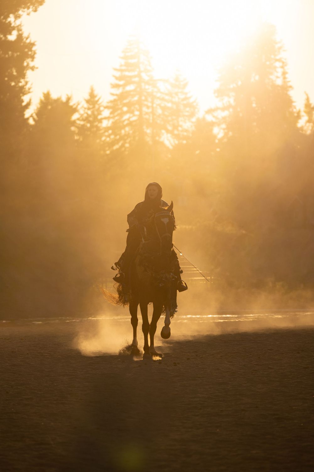 Silhouette of a horse and rider in golden sunset light with misty dust and tall pine trees in background.