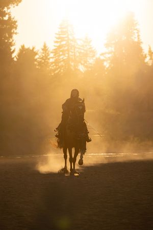 Silhouette of a horse and rider in golden sunset light with misty dust and tall pine trees in background.