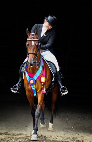 Championship dressage horse adorned with colorful ribbons and medals during competition.