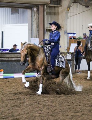Western rider in navy performing a reining pattern on a brown horse in an indoor arena.