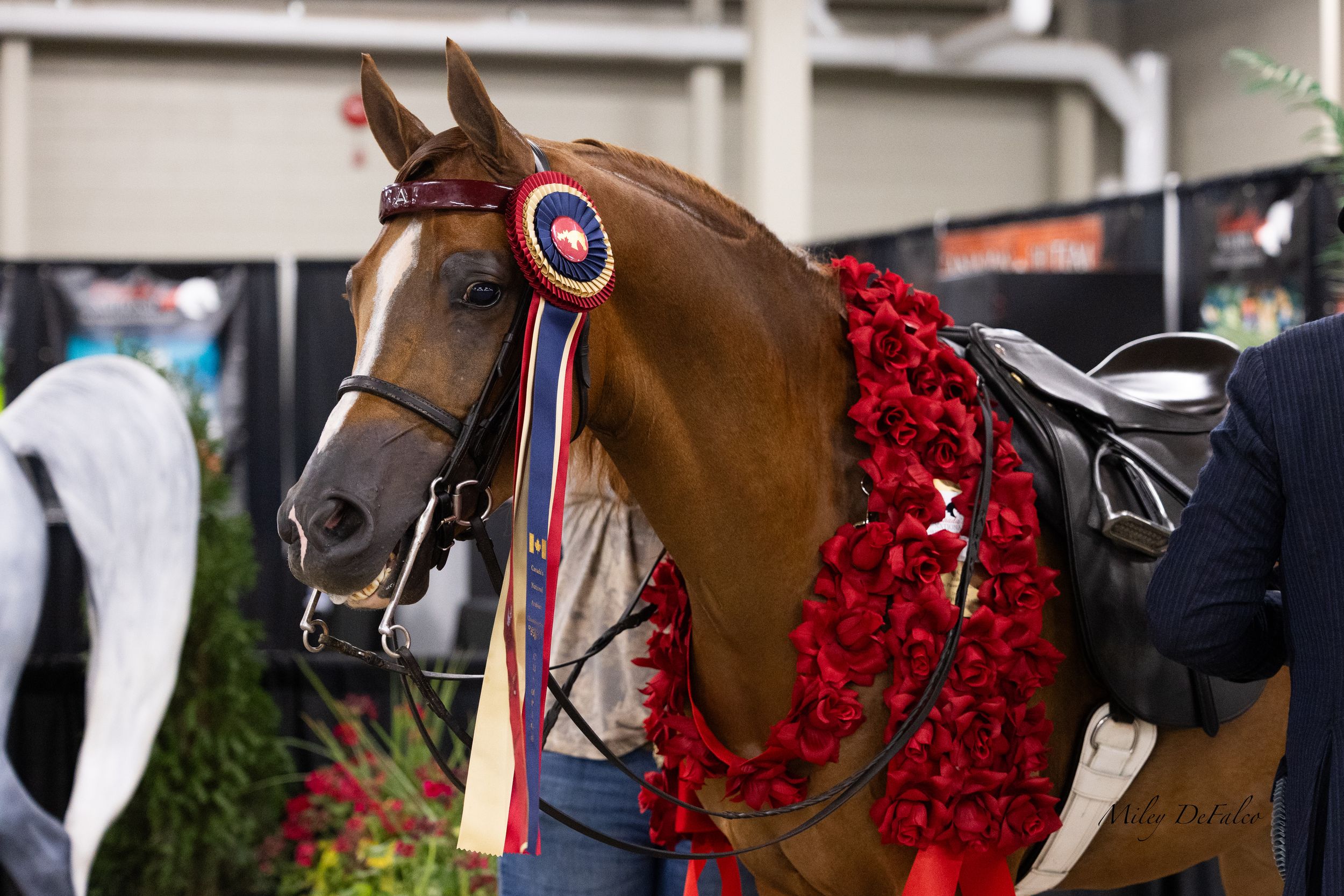 Award-winning chestnut horse adorned with red rose garland and blue ribbon rosette at an indoor equestrian show.