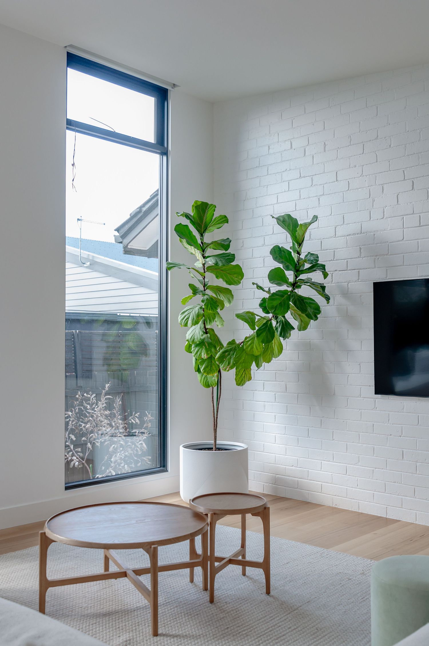 Bright corner living area with fiddle leaf fig plant, round coffee tables, and white brick wall.