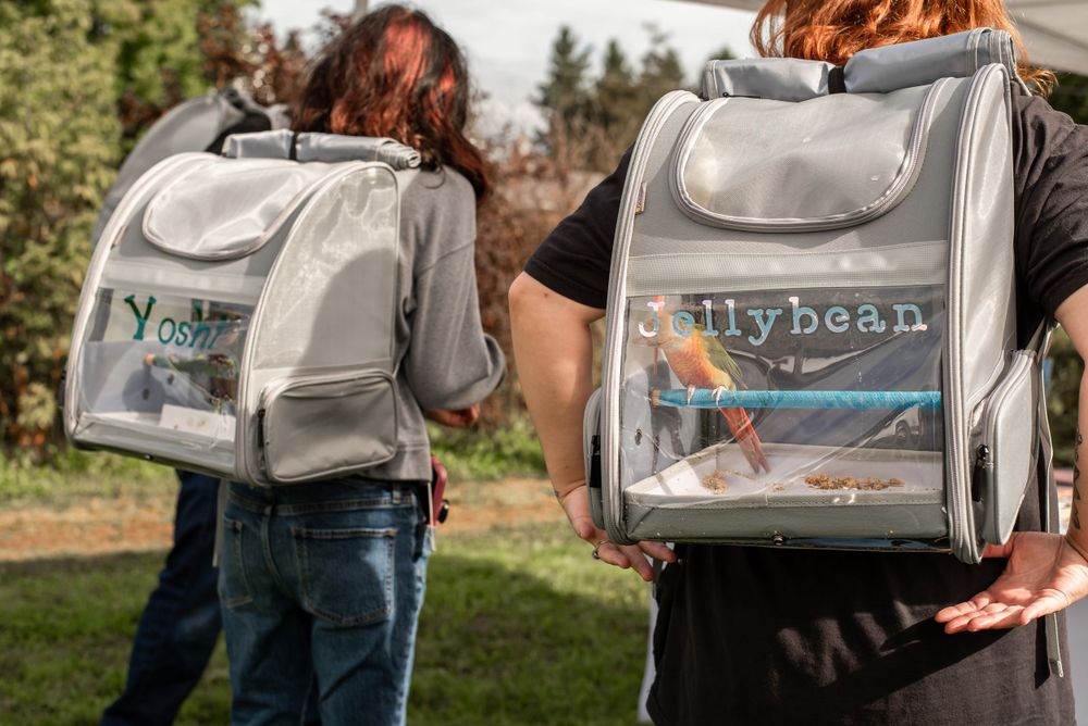 Two clear backpacks with 'fly bean' branding shown from behind outdoors.