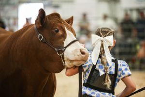 A brown cow stands in profile view at a livestock show arena.